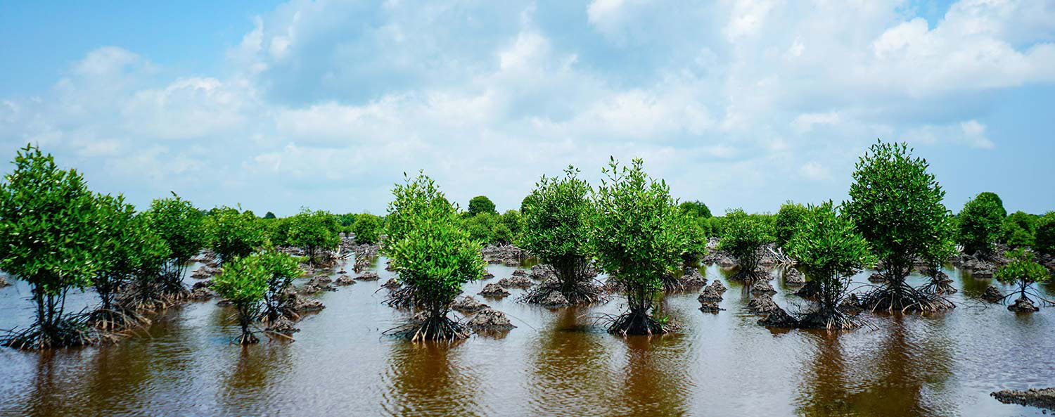 Mangrove Restoration & Conservation Project MOL Turkey